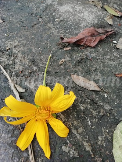 1606117250713.jpg
