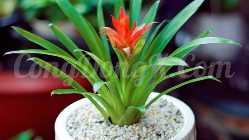 cay-dua-canh-nen-hop-menh-nao-y-nghia-cua-cay-dua-canh-nen-202112050007282471.jpg