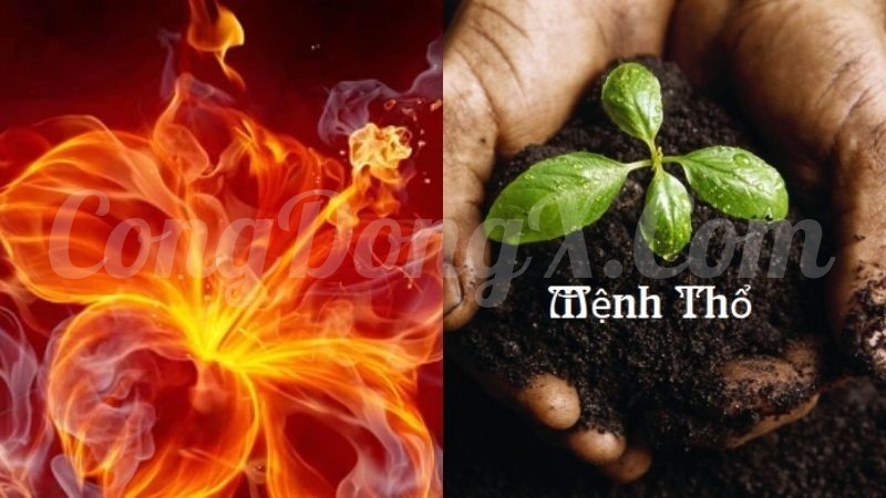 cay-dua-canh-nen-hop-menh-nao-y-nghia-cua-cay-dua-canh-nen-202112050008112633.jpg
