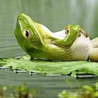 Độc Nhãn Cóc