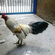 Lycongtu