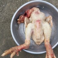 Gà Tập Massage