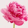 User8338