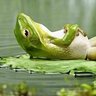 Độc Nhãn Cóc