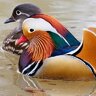 BIRD.LIULIU
