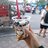 MrDeng